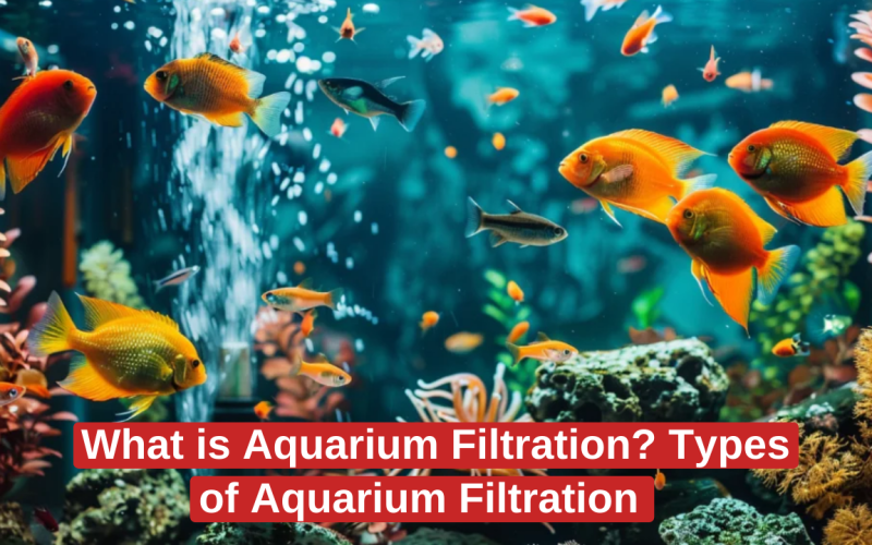 What is Aquarium Filtration? Types of Aquarium Filtration