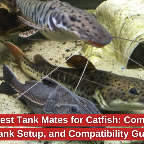 Top 10 Best Tank Mates for Catfish for a Balanced Aquarium