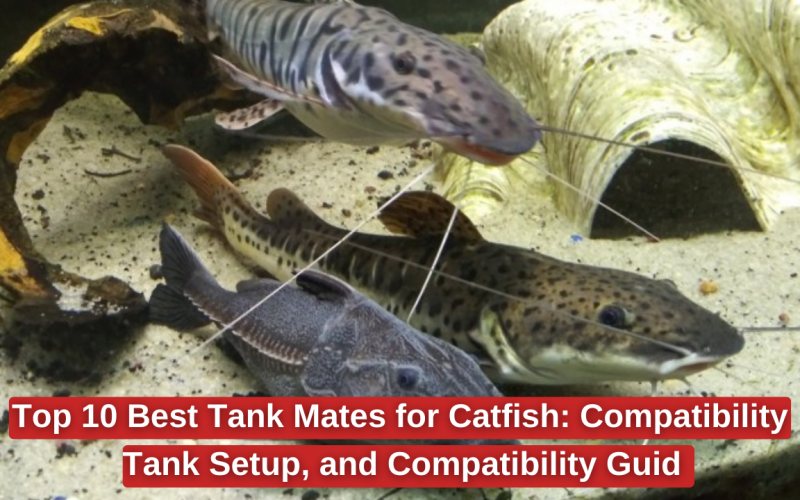 Top 10 Best Tank Mates for Catfish for a Balanced Aquarium