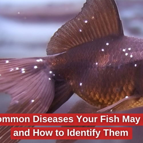 18 Common Diseases Your Fish May Have