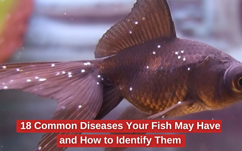 18 Common Diseases Your Fish May Have