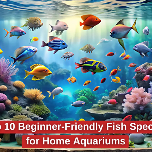 Top 10 Beginner-Friendly Fish for Home Aquariums