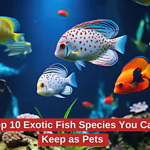 Top 10 Exotic Fish Species You Can Keep as Pets