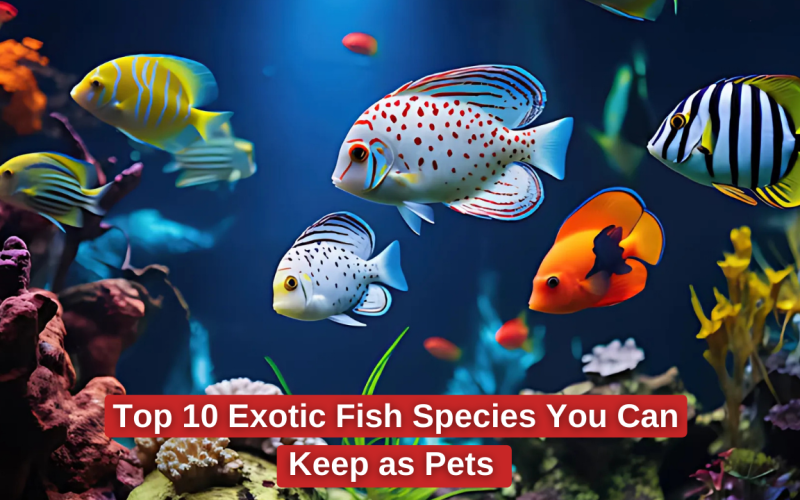 Top 10 Exotic Fish Species You Can Keep as Pets