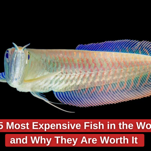 Top 5 Most Expensive Fish in the World and Why They Are Worth It