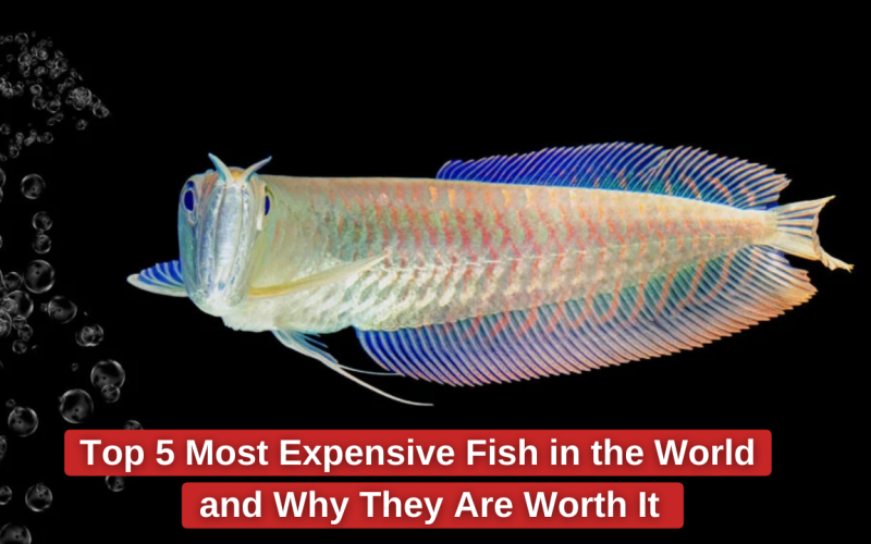 Top 5 Most Expensive Fish in the World and Why They Are Worth It