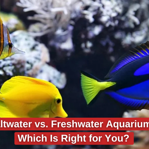 Differences between freshwater and saltwater aquariums