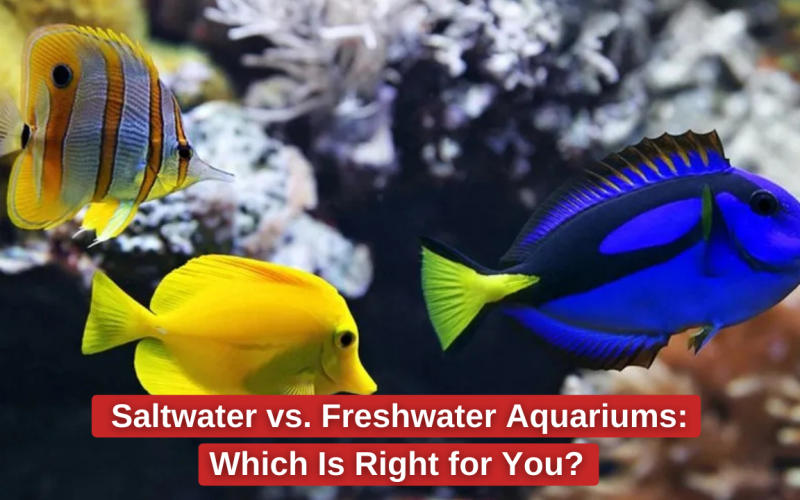 Differences between freshwater and saltwater aquariums