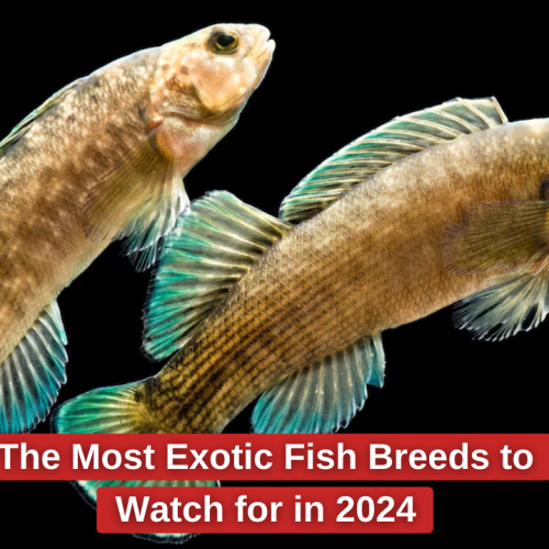 The Most Exotic Fish Breeds to Watch for in 2024