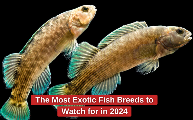 The Most Exotic Fish Breeds to Watch for in 2024