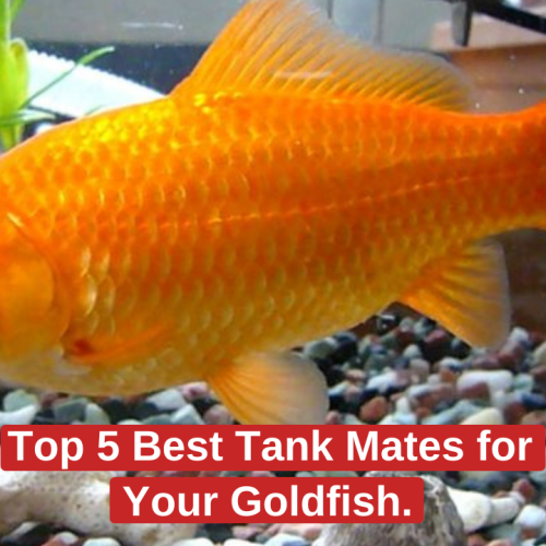 Top 5 Best Tank Mates for Your Goldfish.