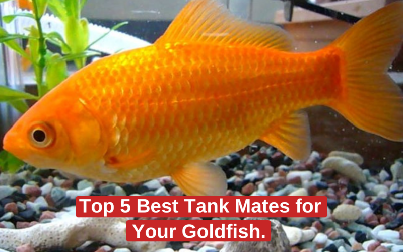 Top 5 Best Tank Mates for Your Goldfish.