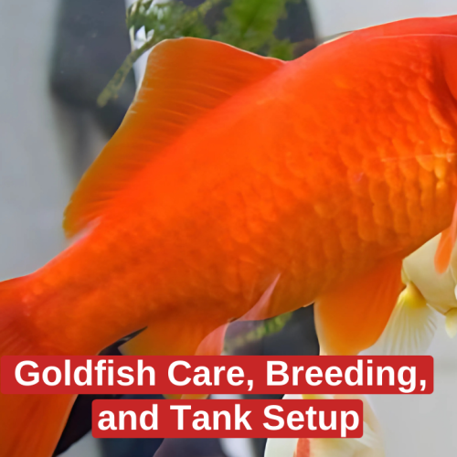 Goldfish Care, Breeding, and Tank Setup