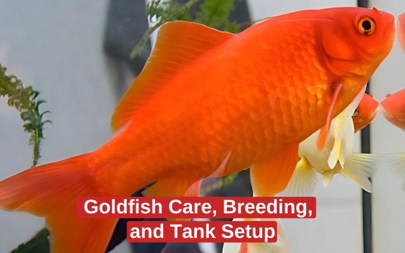 Goldfish Care, Breeding, and Tank Setup