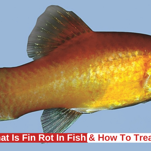 How to Treat Fin Rot Disease in Fish