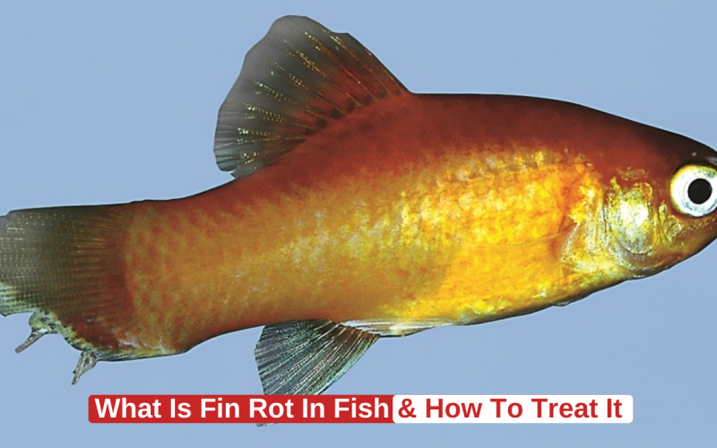 How to Treat Fin Rot Disease in Fish