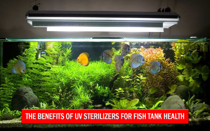 The Benefits of UV Sterilizers for Fish Tank Health