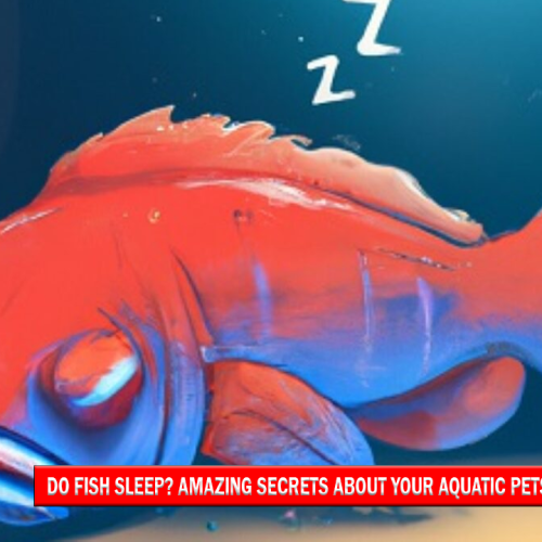 Do Fish Sleep Amazing Secrets About Your Aquatic Pets