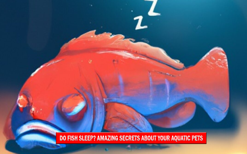 Do Fish Sleep Amazing Secrets About Your Aquatic Pets