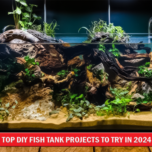 Top DIY Fish Tank Projects to Try in 2024