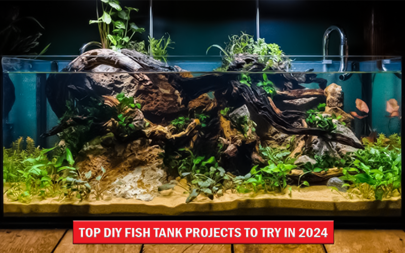 Top DIY Fish Tank Projects to Try in 2024