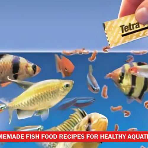 10 Homemade Fish Food Recipes for Healthy Aquatic Pets