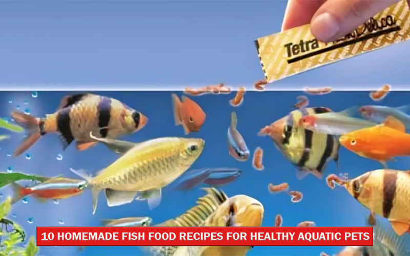 10 Homemade Fish Food Recipes for Healthy Aquatic Pets