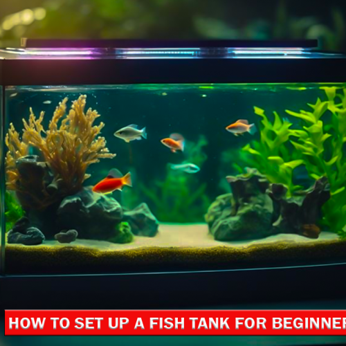 How to Set Up a Fish Tank for Beginners