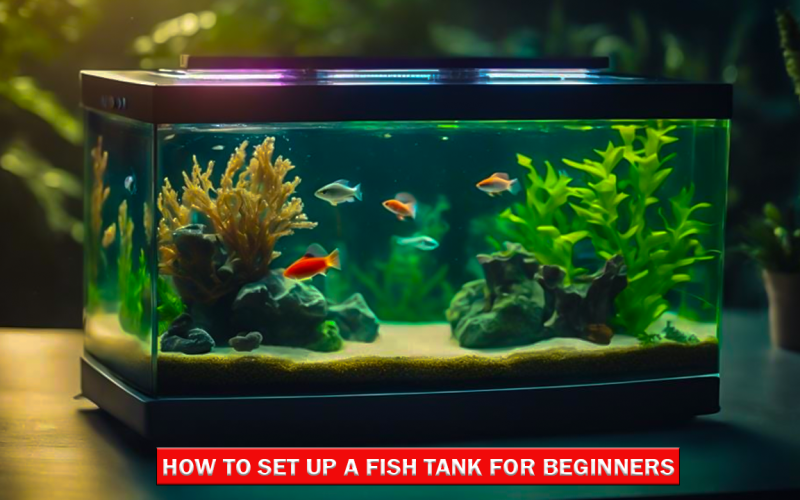 How to Set Up a Fish Tank for Beginners