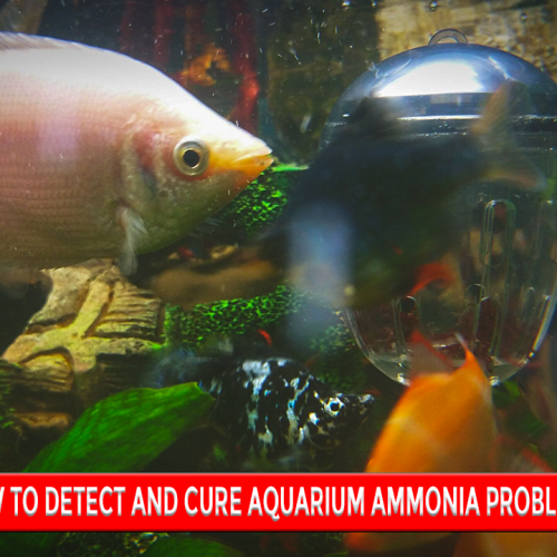 How to Detect and Cure Aquarium Ammonia Problems