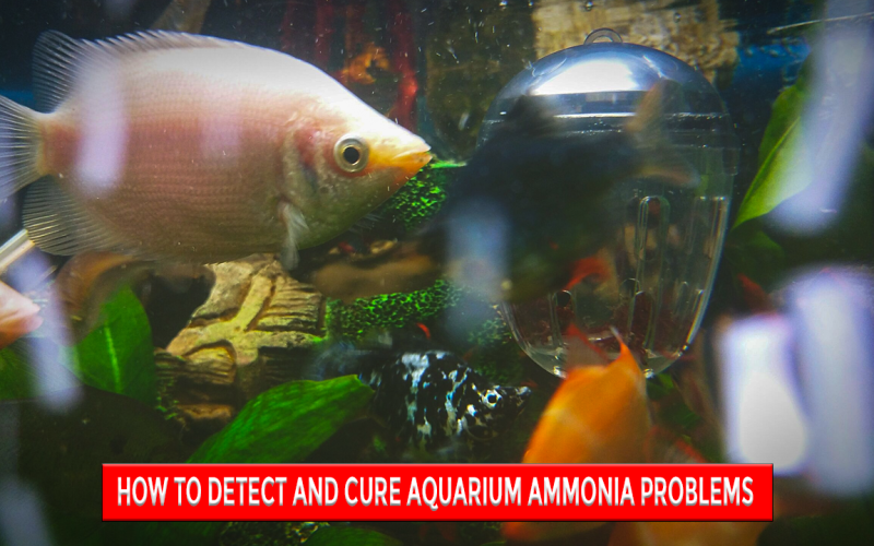 How to Detect and Cure Aquarium Ammonia Problems