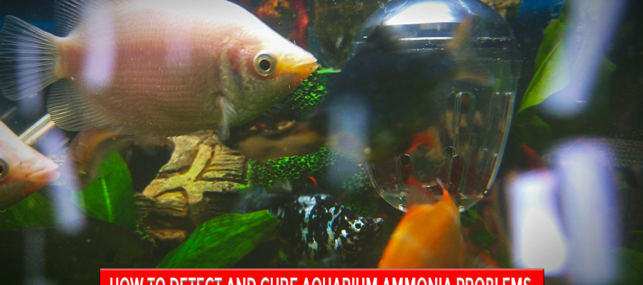 How to Detect and Cure Aquarium Ammonia Problems