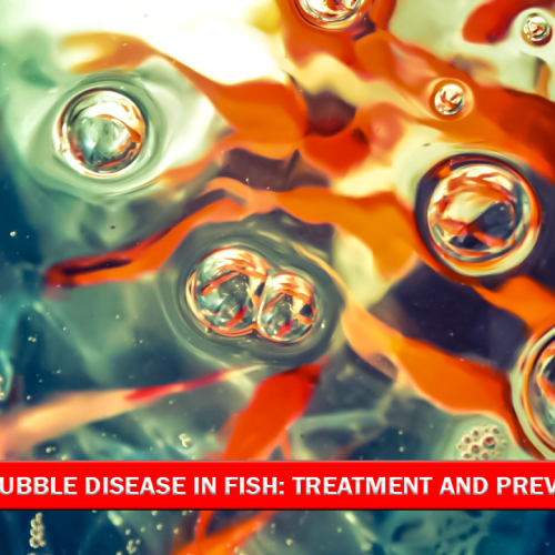 Gas Bubble Disease in Fish