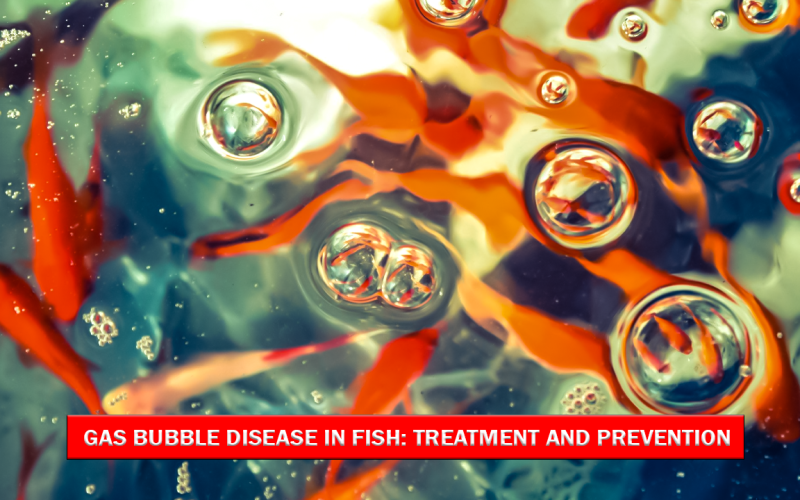 Gas Bubble Disease in Fish