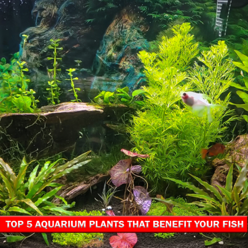 Top 5 Aquarium Plants That Benefit Your Fish