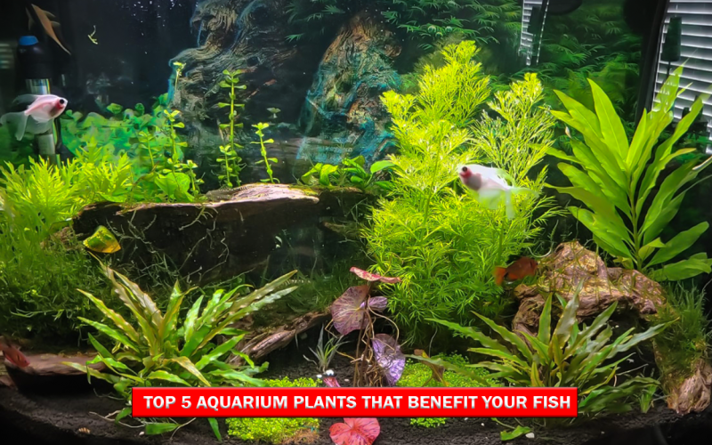 Top 5 Aquarium Plants That Benefit Your Fish