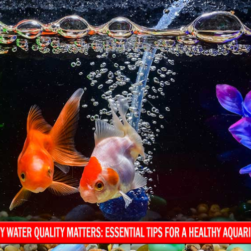 Why Water Quality Matters for a Healthy Aquarium