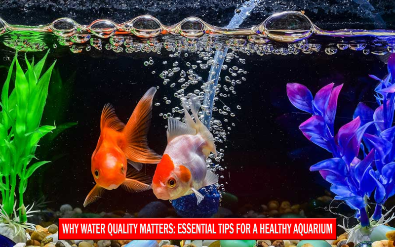 Why Water Quality Matters for a Healthy Aquarium